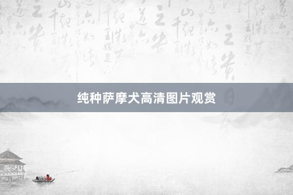 纯种萨摩犬高清图片观赏