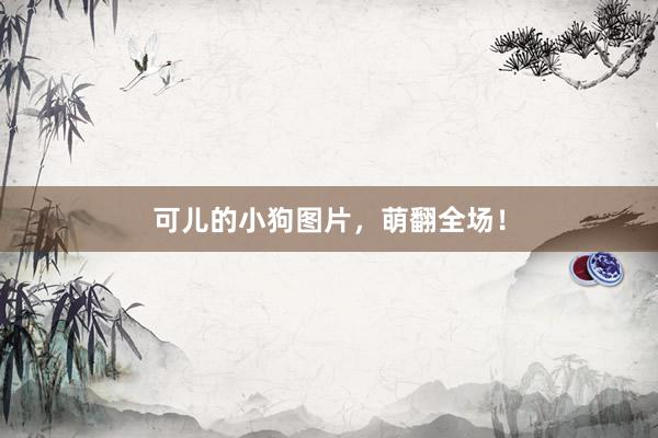 可儿的小狗图片，萌翻全场！